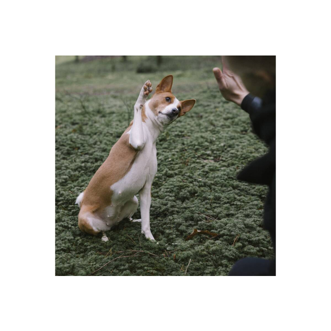 dry food for adult dogs of all breeds for weight control after sterilization, with poultry and krill - 10