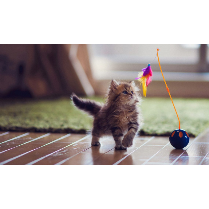 dry pet food with poultry and krill for all breed kittens - 10