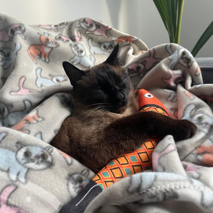 blanket, with kittens - 3