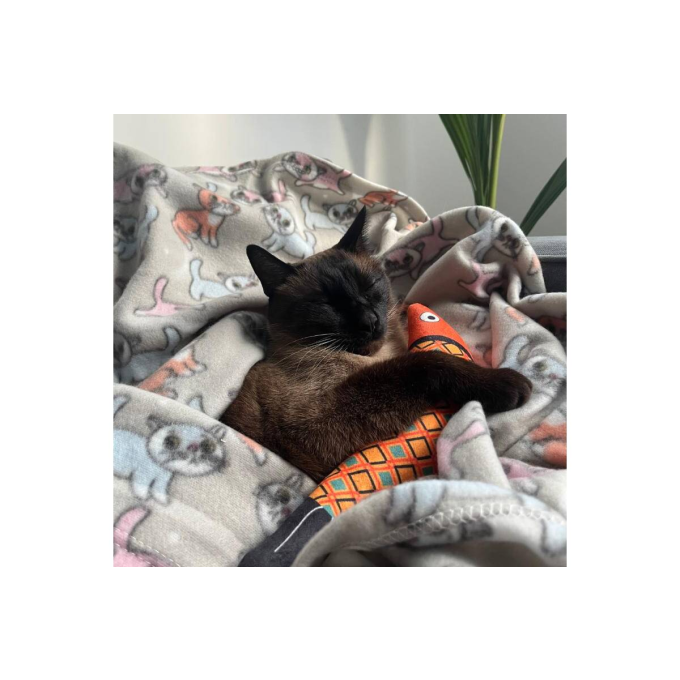 blanket, with kittens - 3