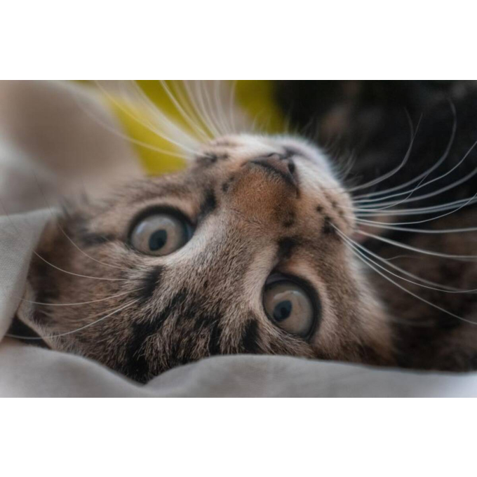 canned pet food for adult cats with white fish - 3