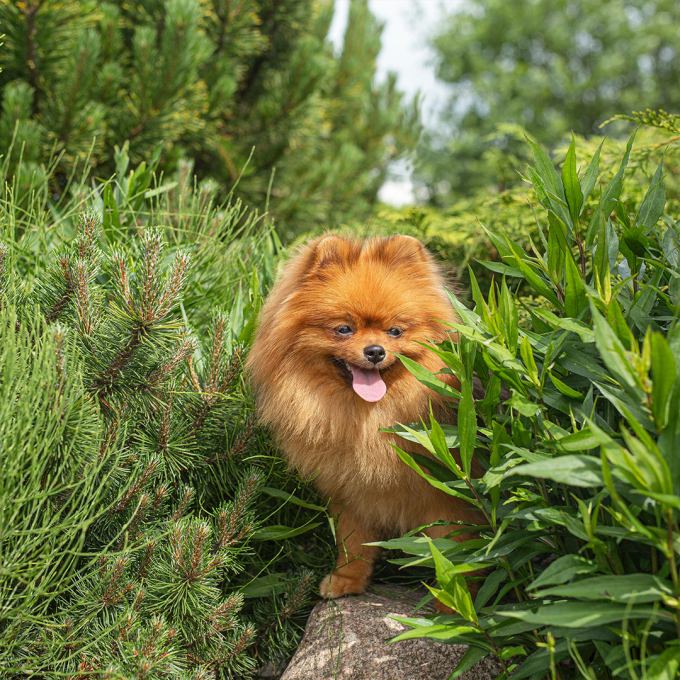canned pet food for adult dogs with turkey and lamb - 3