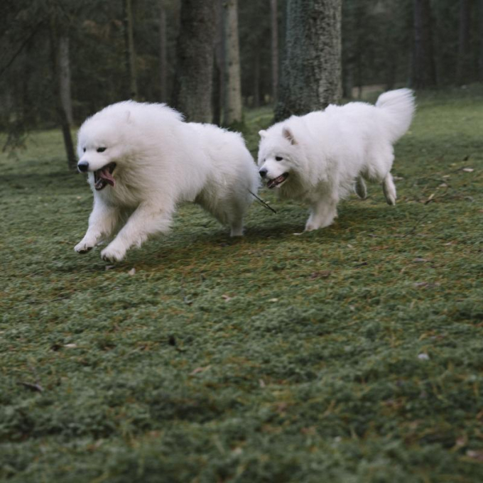 Active Detox, complementary feed for adult dogs and cats for body detox - 2