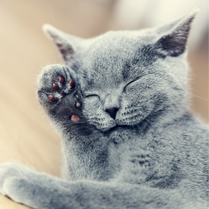 complementary feed for adult cats for skin and coat care, - 3