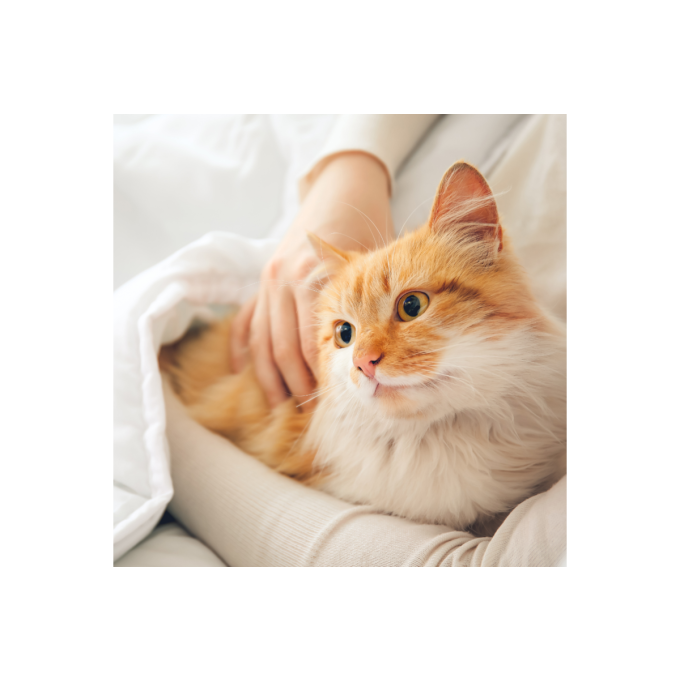 Healthy Pregnancy, complementary feed for adult dogs and cats to support female dogs and cats before, during and after pregnancy - 3