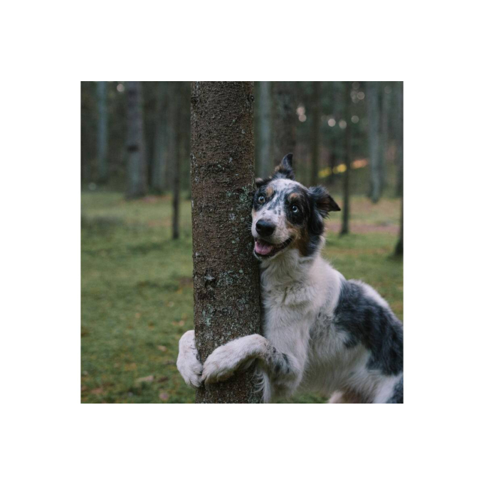 Healthy Pregnancy, complementary feed for adult dogs and cats to support female dogs and cats before, during and after pregnancy - 2