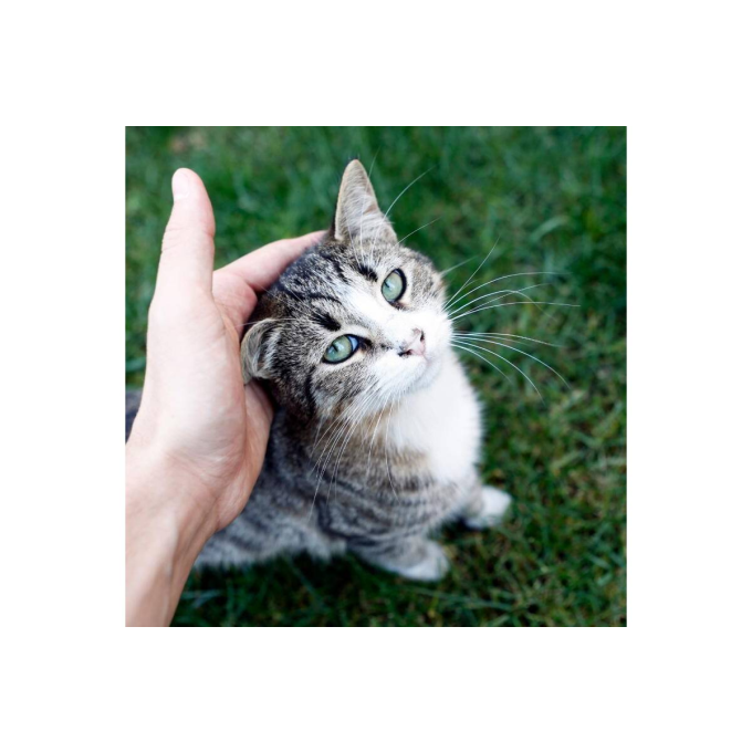 MicroZeoGen complementary feed for dogs and cats with calcium - 4