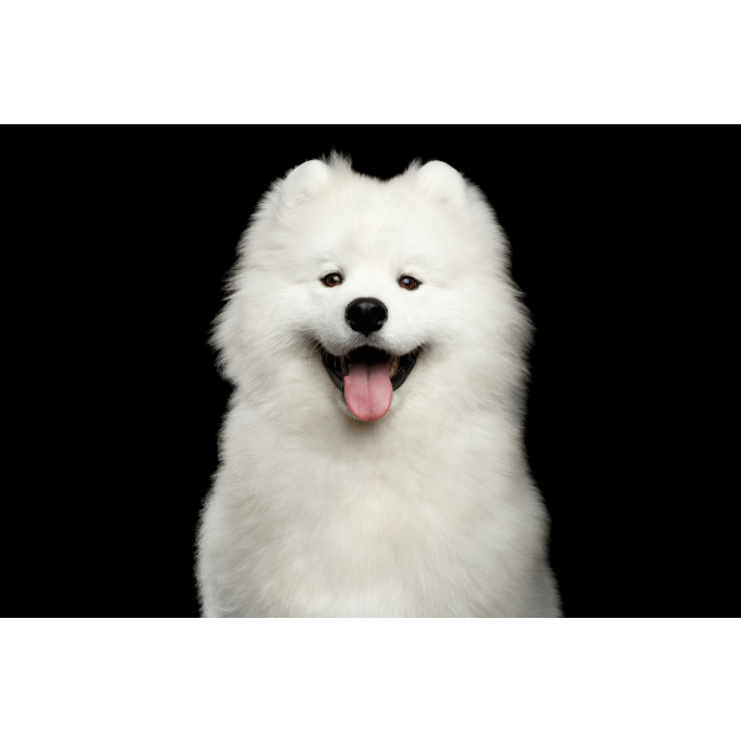complementary grain free feed - snacks to support healthy growth and development with insects for junior all breed dogs with white coat - 4