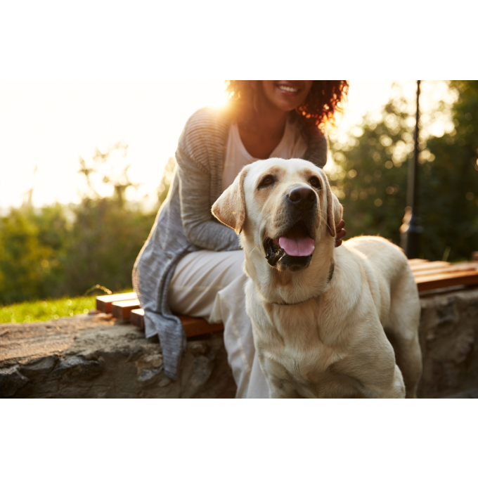 complementary feed - snacks to support endurance with insects and rice for adult all breed dogs with white coat - 4