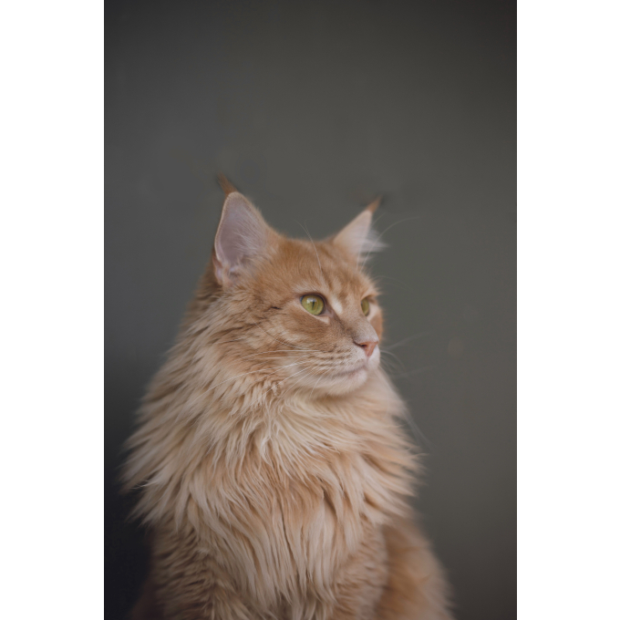 complementary feed - snacks to support urinary with poultry for adult cat - 4