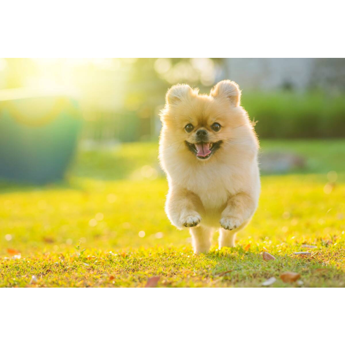 complementary feed - snacks for intestinal care with white fish and rice for adult all breed dogs with white coat - 3