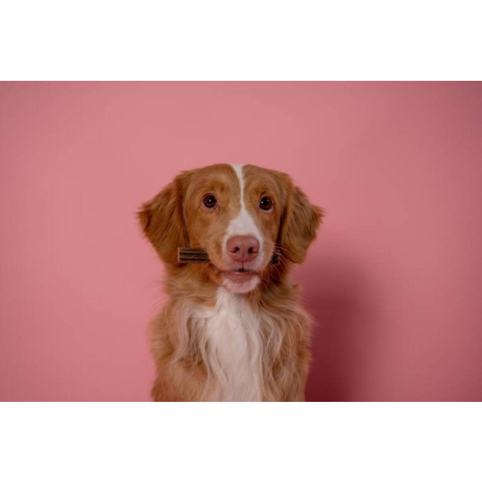 complementary grain free feed – snacks for adult dogs of all breeds with red coat with salmon - 3