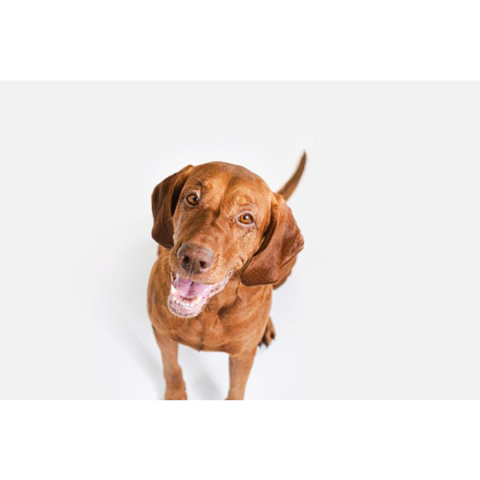 complementary grain free feed - snacks for free gums and oral care with insects for junior all breed dogs with red coat - 7