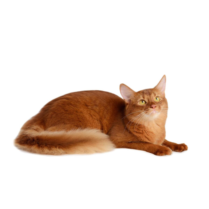 dry grain free pet food with herring for adult all breed cats with red coat - 7